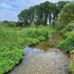 This is a forest image